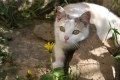 Две сладки котенца търсят своите постоянни домове!, снимка 17