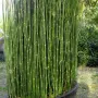 Equisetum Hiemale – Хвощ, Конска Опашка, снимка 2