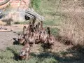 Каки Кембъл ( мъжки ), снимка 3