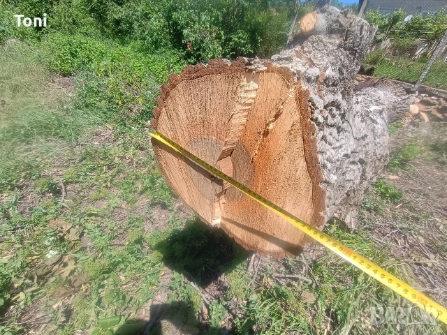 ствол от орех и др., снимка 5 - Други - 54346182