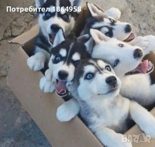 БЕБЕТА ХЪСКИ Доставка, снимка 2 - Хъски - 54749734