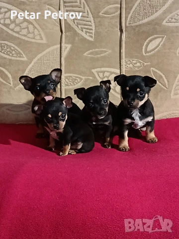 Пинчер мини , снимка 6 - Пинчер - 54250630