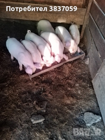 Продавам прасета , снимка 2 - Прасета - 54743007