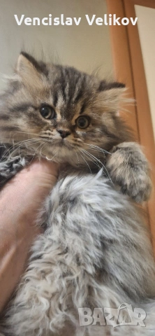 персийски котенца , снимка 8 - Персийска - 54797419