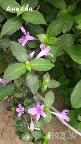Barleria cristata филипинска виолетка