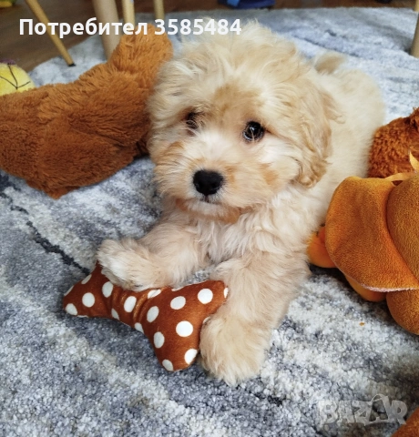 Shih poo /Mini poodle 