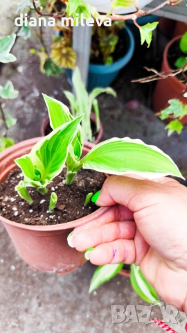 Хоста Франция, Hosta Francee , снимка 4 - Градински цветя и растения - 49756639