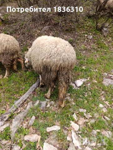 Овца, снимка 4 - Овце - 54204340