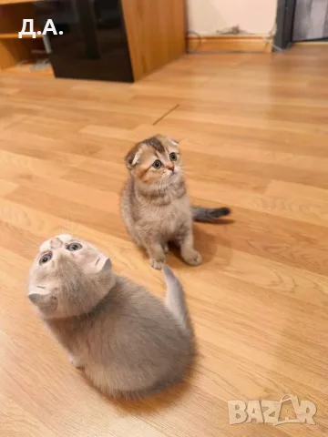 🐾 Чистокръвни котенца Scottish Fold – Golden & Silver 🐾, снимка 12 - Чинчили - 55353347