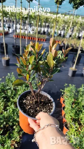  Фотиния Литъл Ред Робин, Photinia fr. Little Red Robin, снимка 9 - Градински цветя и растения - 43806136