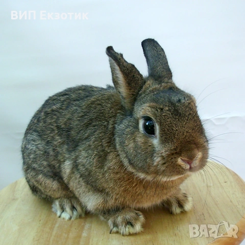 ПРОДАВА МИНИ ЗАЙЧЕТА, снимка 3 - Декоративни зайчета - 13246306