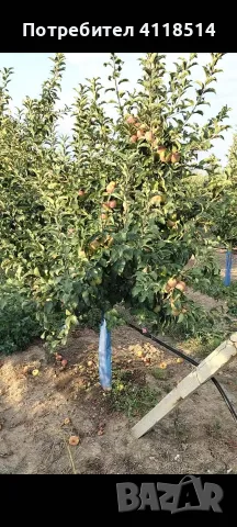 Ябълкова Градина, снимка 2 - Земеделска земя - 55609995
