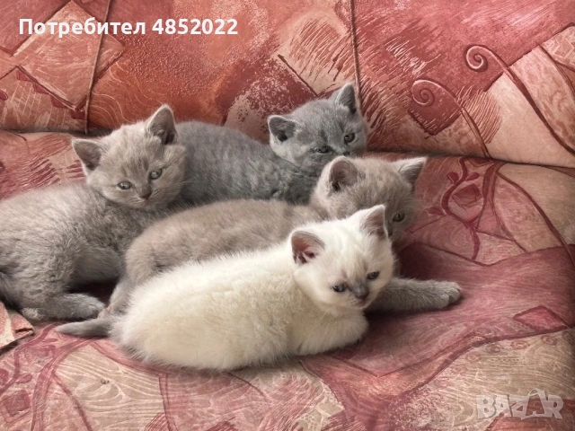 Британски късокосмести котки, снимка 2 - Британска късокосместа - 54838281