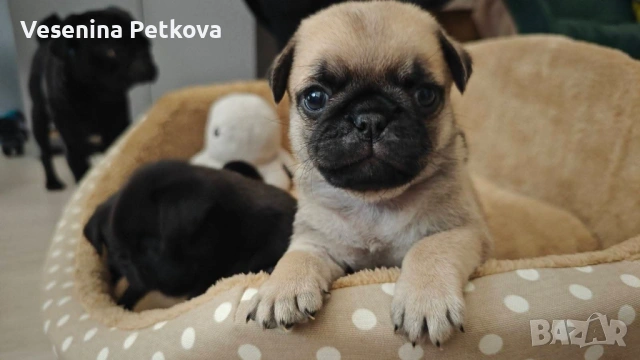 Бебе мопсчета (с ваксини и чипове)