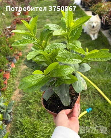 🌿☀️🌿 Лавровишна ‘Novita’ / Жив плет (Prunus laurocerasus ‘Novita’), снимка 5 - Градински цветя и растения - 54324504