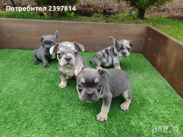 Френски булдог , снимка 6 - Френски булдог - 54012579