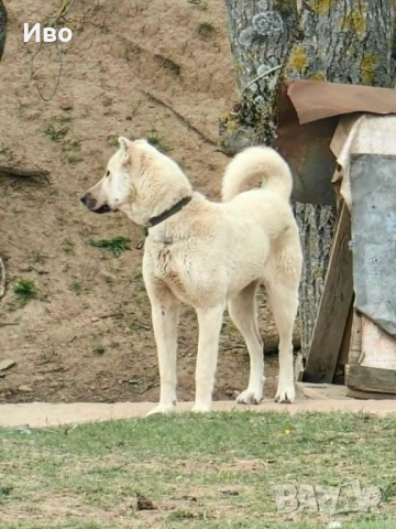 Кангал