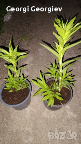 Карамфили , снимка 2 - Градински цветя и растения - 54322971