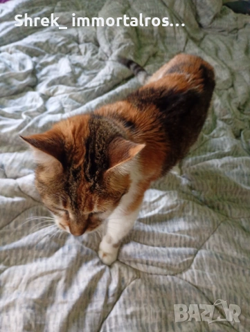 Коте търси дом, снимка 3 - Други - 54485055