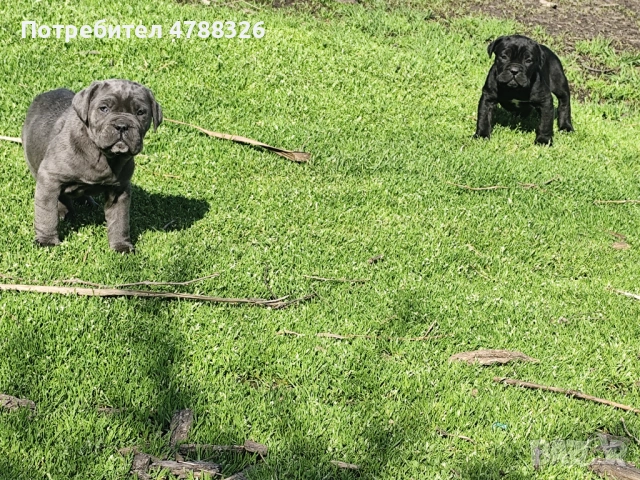 Продаваме кученца Кане Корсо , снимка 6 - Кане корсо - 54098983