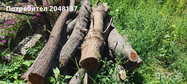 Материал от ЧЕРНИЦА с КАПИ (тумори), снимка 4 - Дърводелски услуги - 55162477
