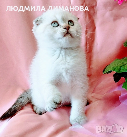 Шотландско мъжко Скоттиш Фолд , снимка 9 - Британска късокосместа - 54665341