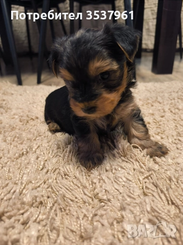 Йорки, снимка 5 - Йоркширски териер - 54118262