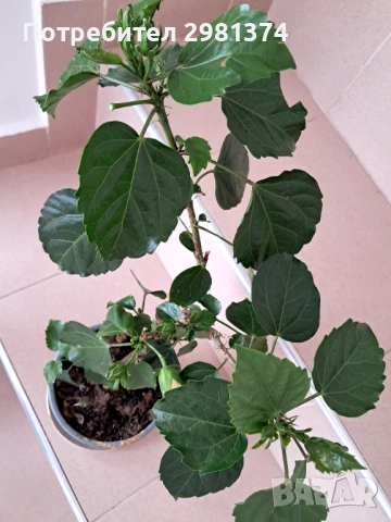 Китайска роза-Хибискус(голямо), снимка 7 - Стайни растения - 54216672