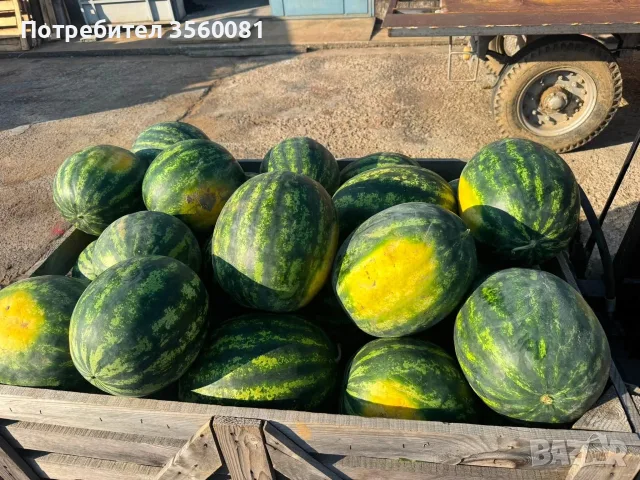 Продаваме диня на едро - сорт: РОМАНЗА ; тел. 0878744855, снимка 2 - Други услуги - 55390564