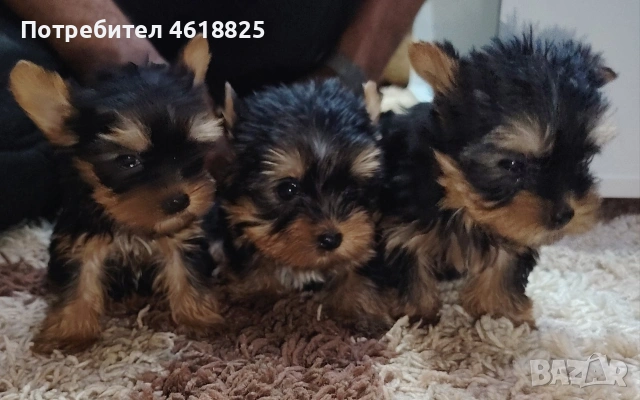 Мини йоркширски териери 