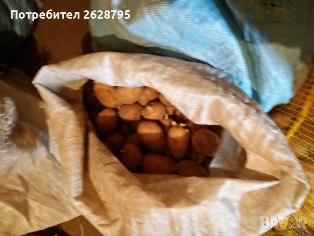 Kartofi, Planinski, снимка 2 - Разсади - 54880901