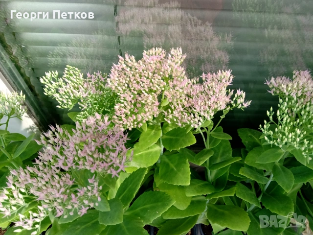 Дебела Мара - 5 €.