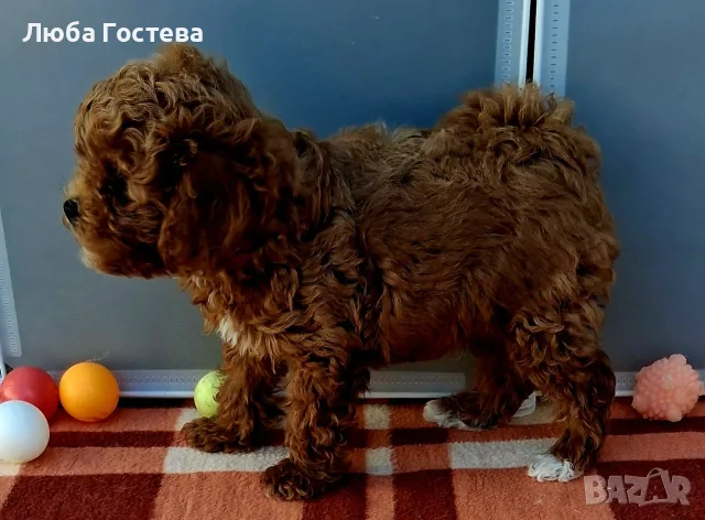 Малтипу момченце , снимка 4 - Пудели - 55479111