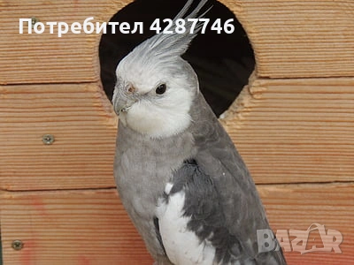 Продавам корели 1 мъжко с 2 женски, снимка 3 - Папагали - 54316619