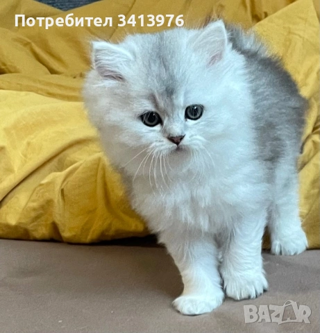 Британска дългокосместа сребърна чинчила