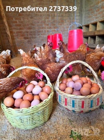 Ломан браун