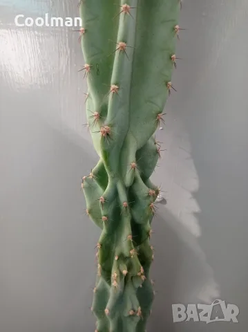 Голям кактус Cereus, снимка 2 - Стайни растения - 55374403
