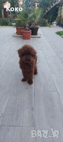 пудел Тийкъп/Той пудел за разплод , снимка 10 - Пудели - 51018130