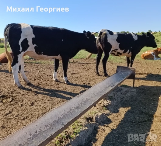 Продават се, снимка 5 - Крави - 54710130