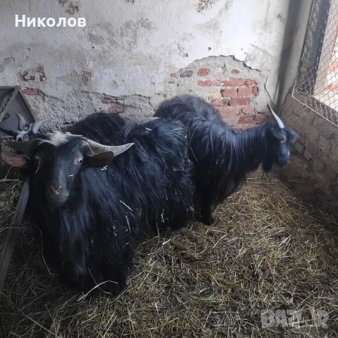 Калоферска дългокосместа коза