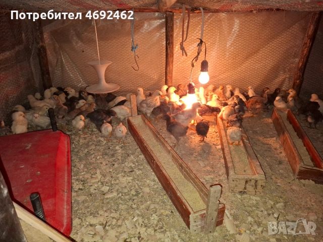 Пилета на 25 дена, снимка 3 - Кокошки и пуйки - 54261056