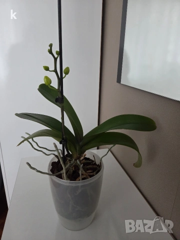 Фаленопсиси орхидеи в самополивни саксии , снимка 3 - Стайни растения - 53896200