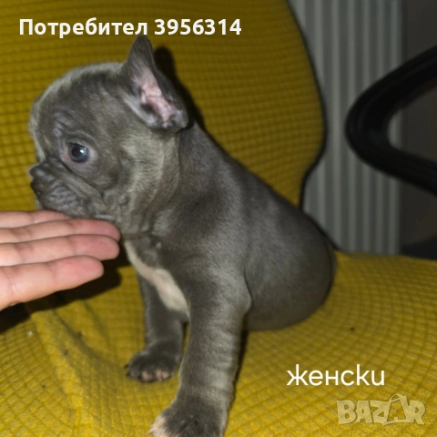 Френски булдог търси дом 🐾 Малки френски булдочета на 40 дни търсят своето  ново  семейство. , снимка 6 - Френски булдог - 54364366