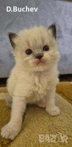 Ragdoll Cats / Регдол Котенца , снимка 9 - Други - 54549671