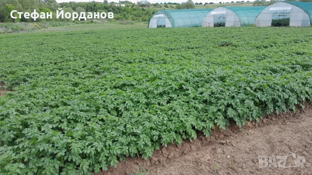 Оранжериино стопанство, снимка 12 - Земеделска земя - 50874276
