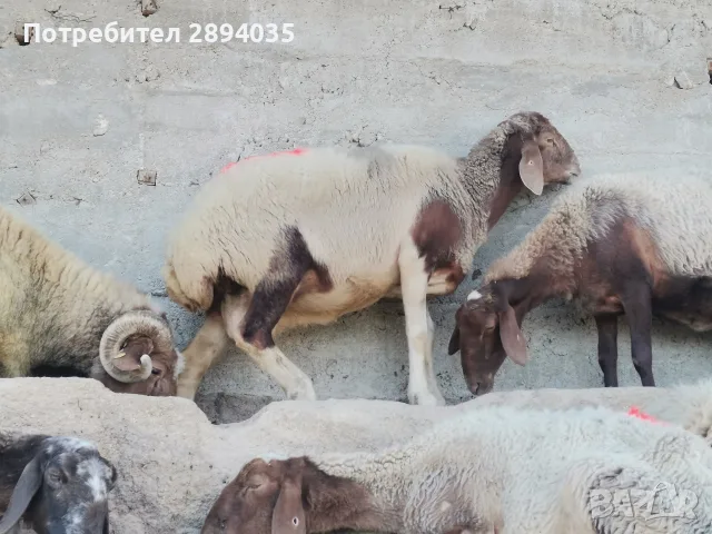 овце кочеве агнета , снимка 2 - Овце - 55581322