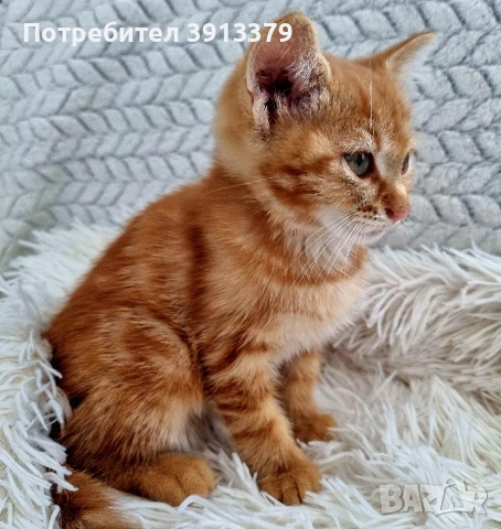 Подарявам коте, снимка 3 - Други - 54980419