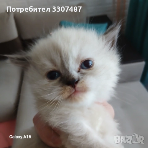 Коте Регдол