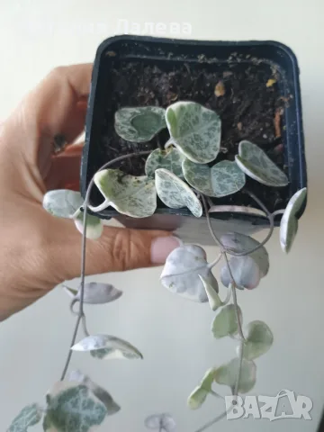 Церопегия, ceropegia woodii variegata, снимка 2 - Стайни растения - 55440660