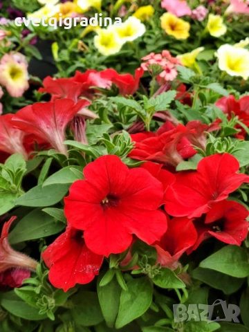 Petunia grandiflora ‘Go Tunia Red’ Каскадна Петуния Go Tunia Red – червена), снимка 2 - Градински цветя и растения - 54516278